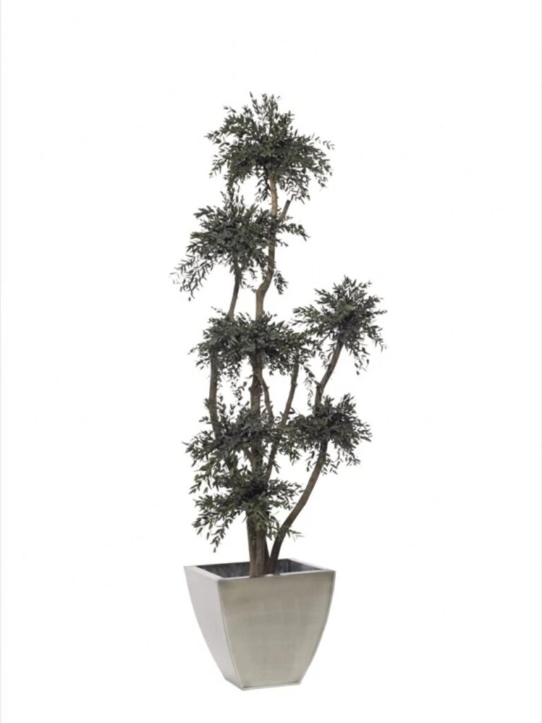Arbre parvifolia stabilisé 190cm