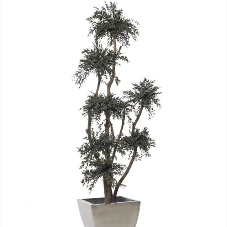 Arbre Parvifolia Stabilisé – Vert