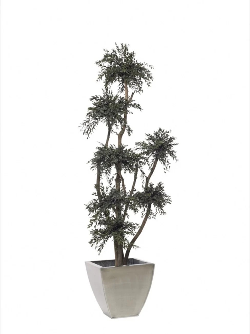 Arbre parvifolia stabilisé 190cm