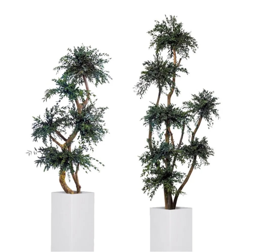 Arbre parvifolia stabilisé