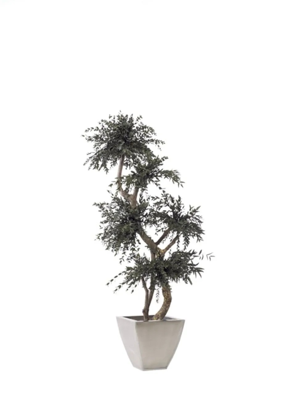 Arbre parvifolia stabilisé 150cm