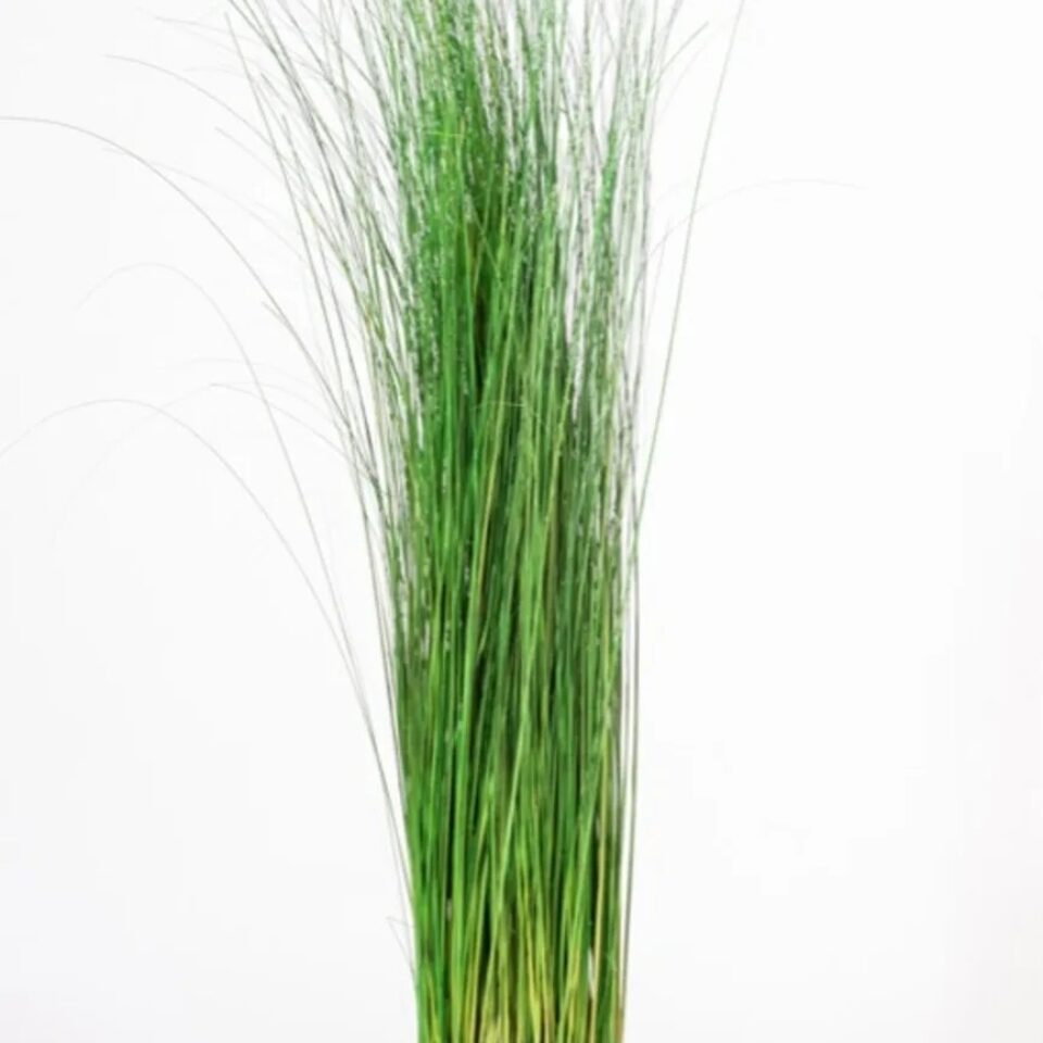 Oriental Ginerium Stabilisé – Vert