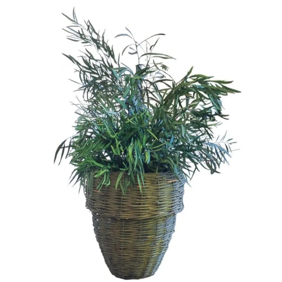 Nicoly Plant Stabilisé – Vert