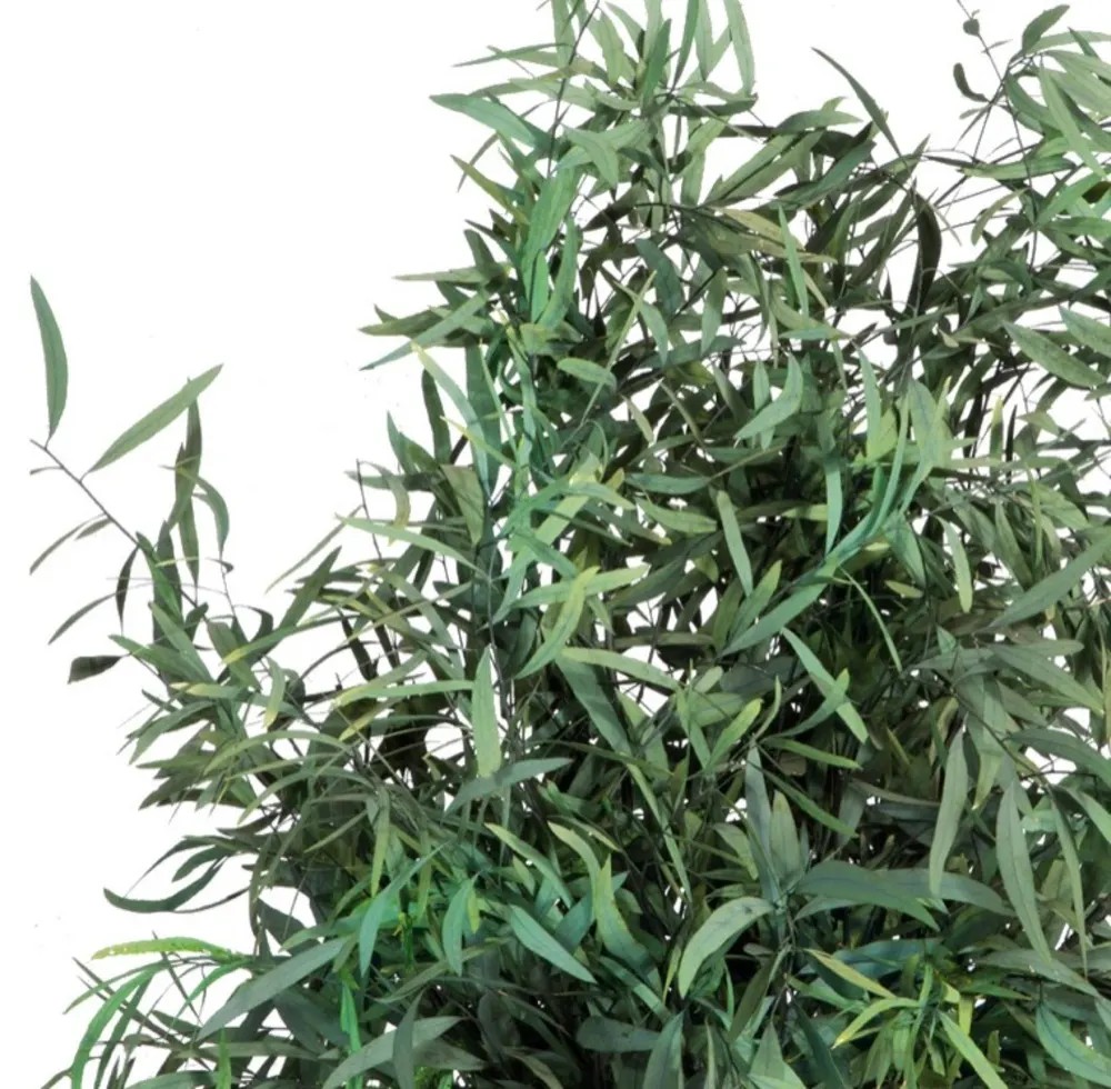 Plante nicoly stabilisée
