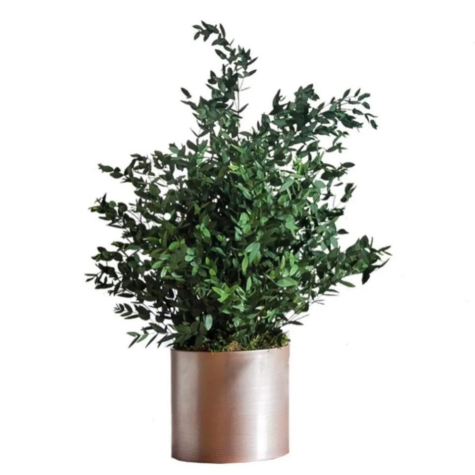 Parvifolia Plant Stabilisé – Vert