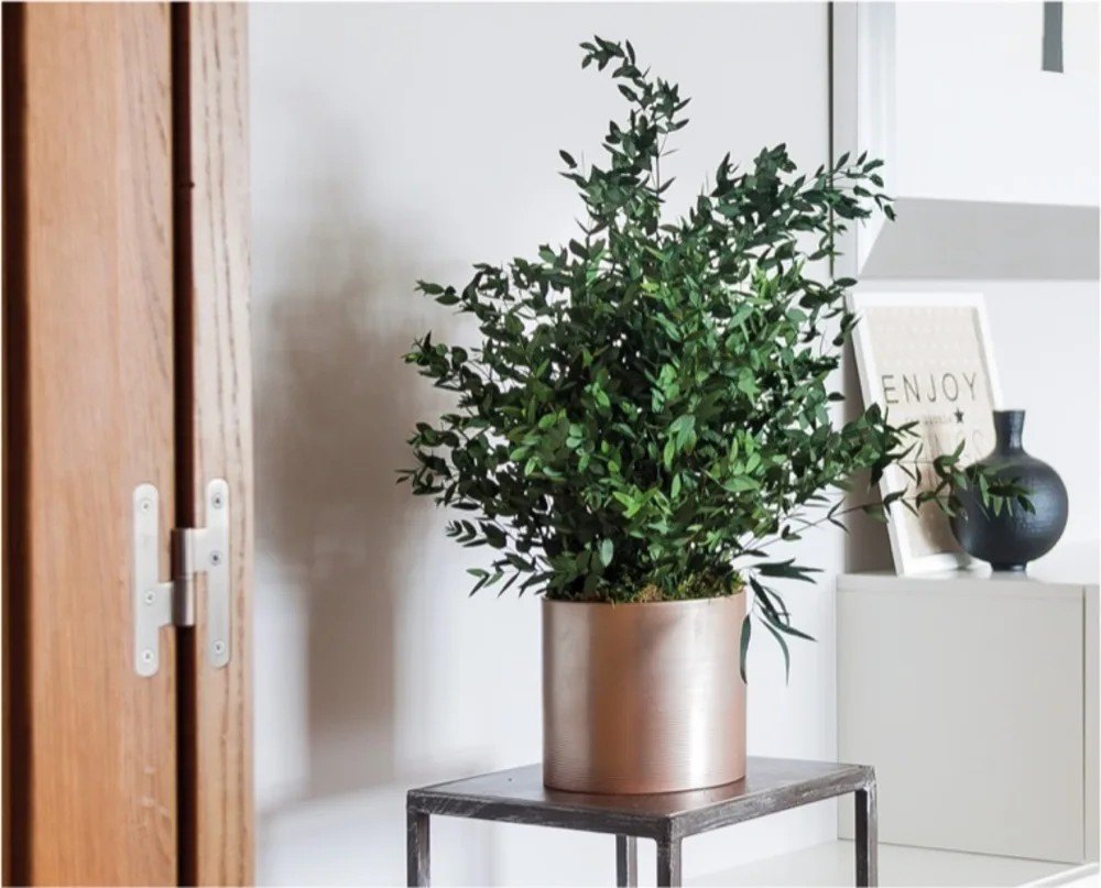 Plante parvifolia stabilisée salon