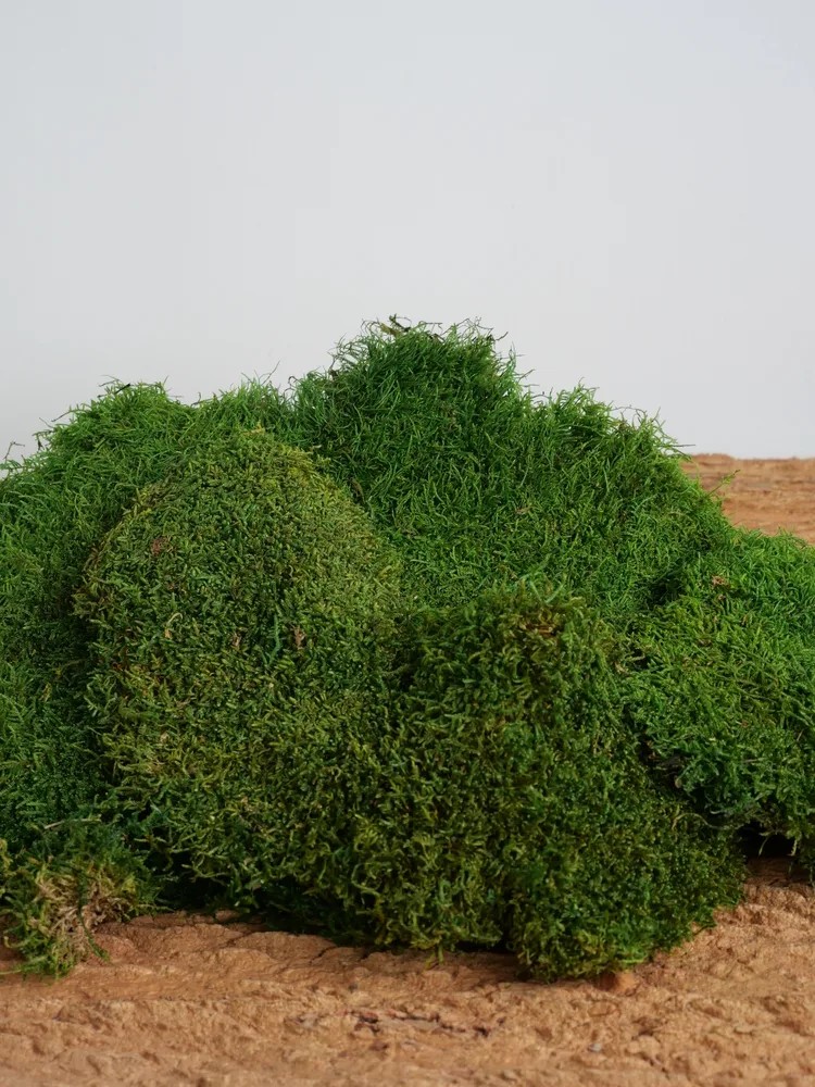 Mousse Stabilisée Vert Clair