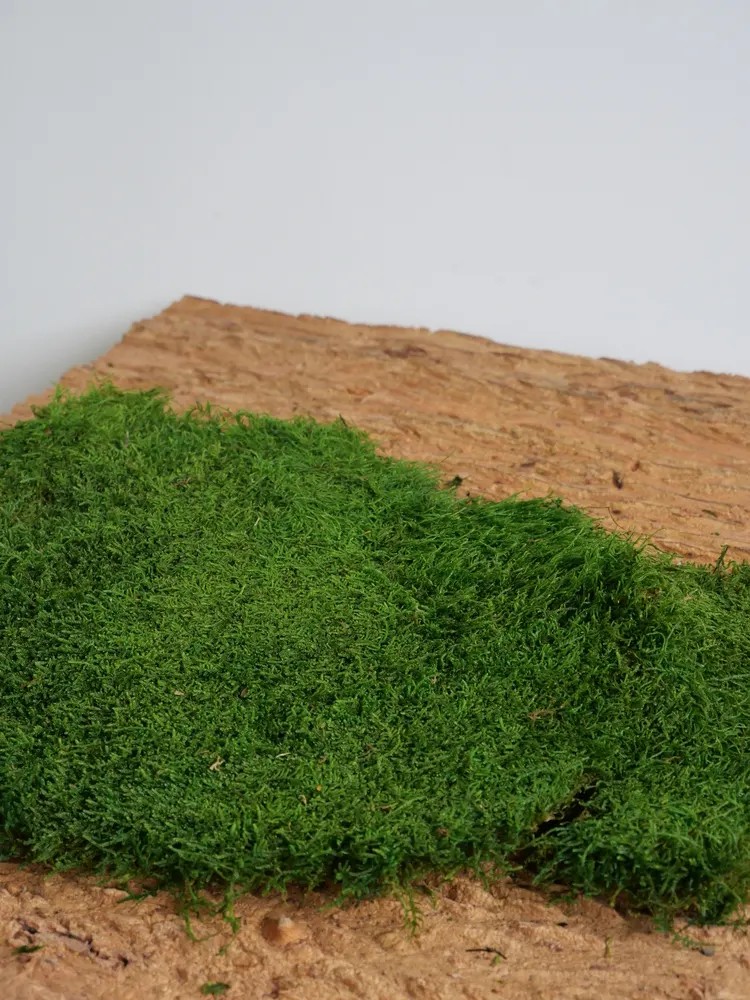 Mousse plate stabilisée Verte Claire