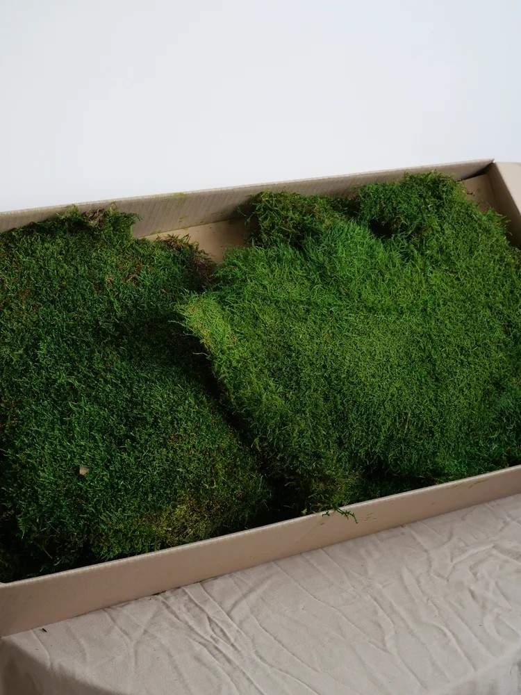 Mousse plate stabilisée carton