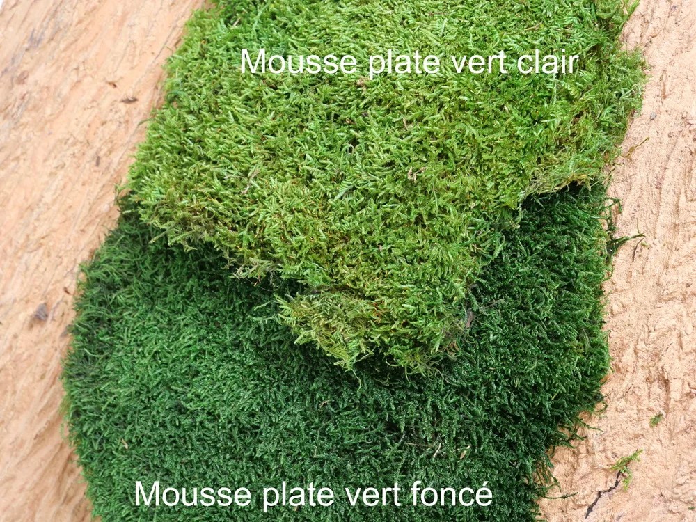 Mousse plate stabilisée coloris