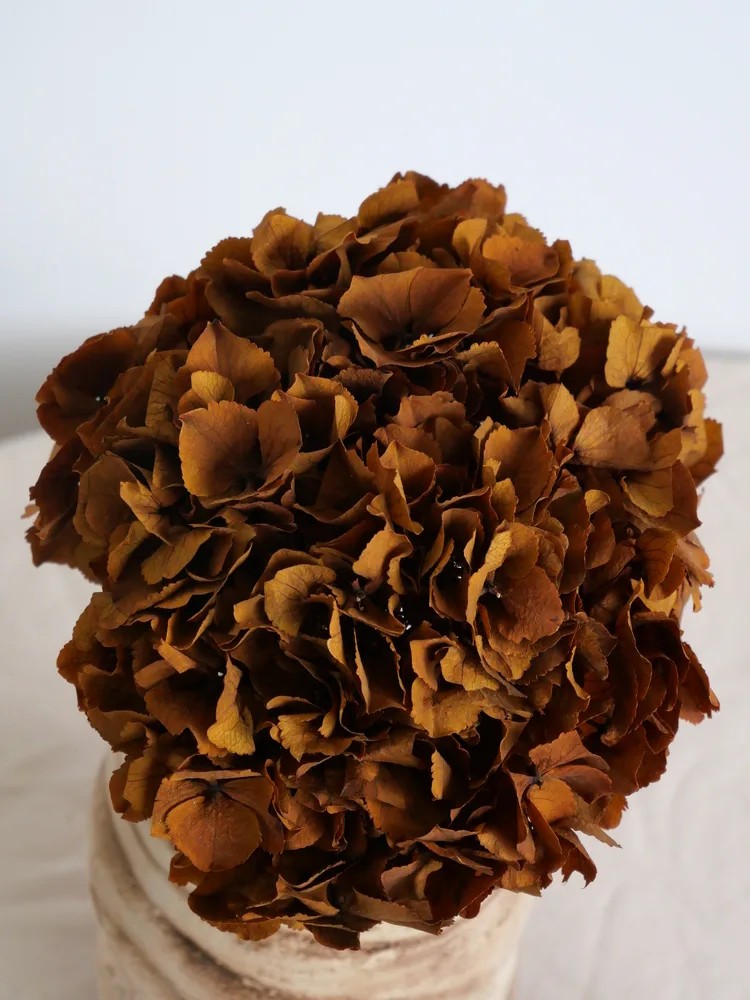 Hortensia Stabilisé terracotta