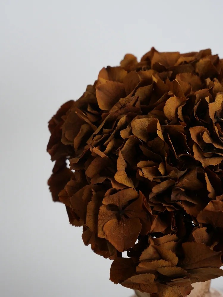 Hortensia Stabilisé terracotta détails