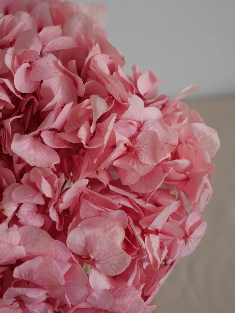 Hortensia Stabilisé rose détails