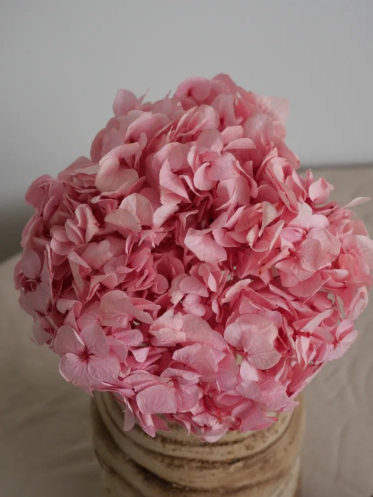 Hortensia Stabilisé rose tête