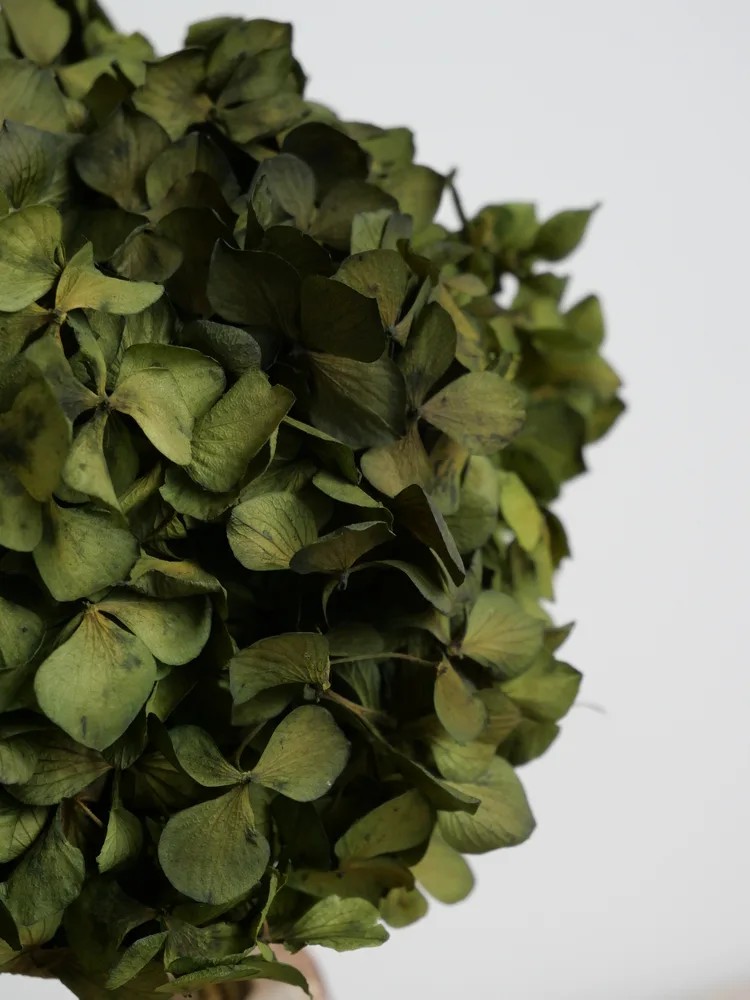 Hortensia Stabilisé vert olive détails