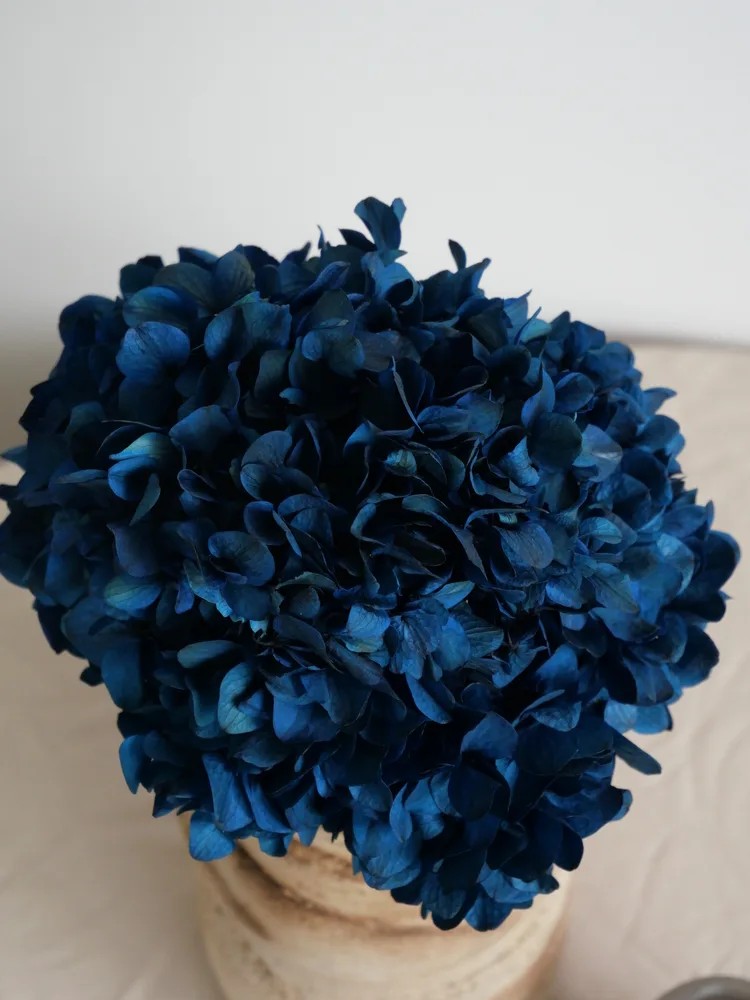 Hortensia Stabilisé bleu
