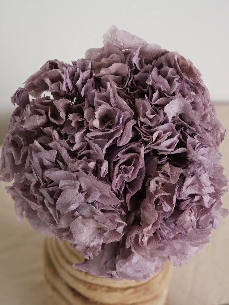 Hortensia Stabilisé mauve