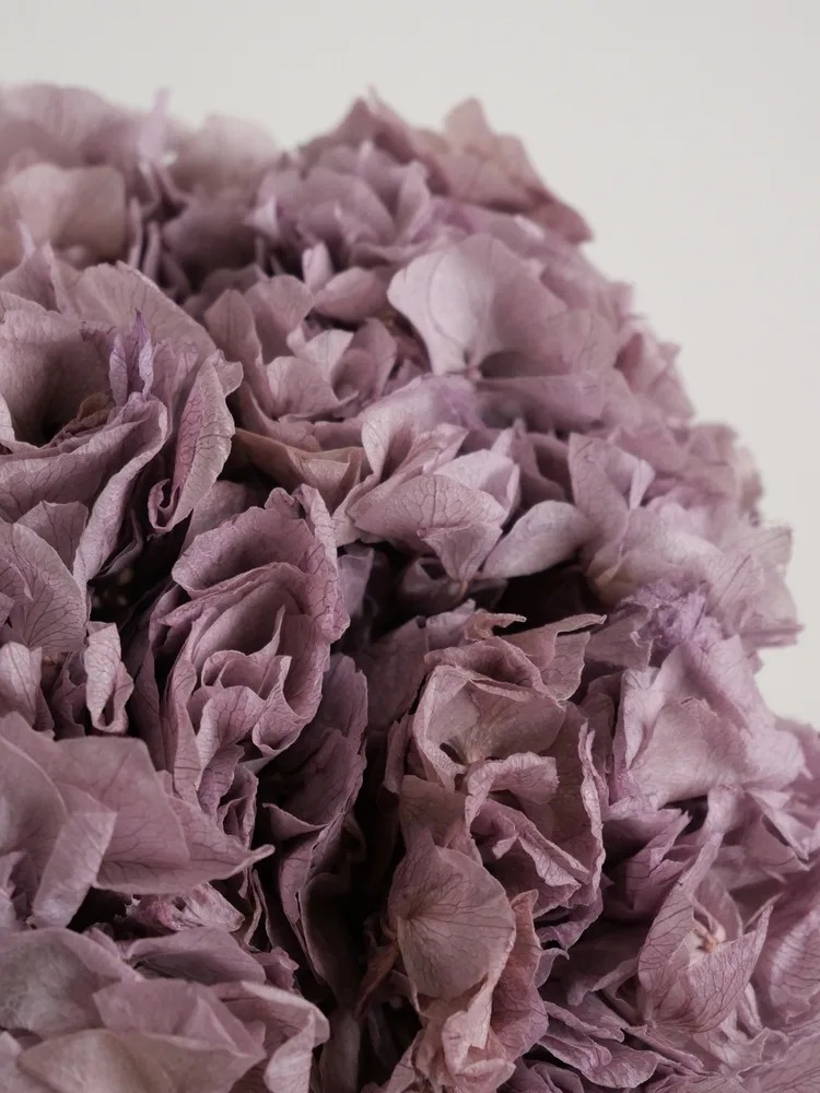 Hortensia Stabilisé mauve détails
