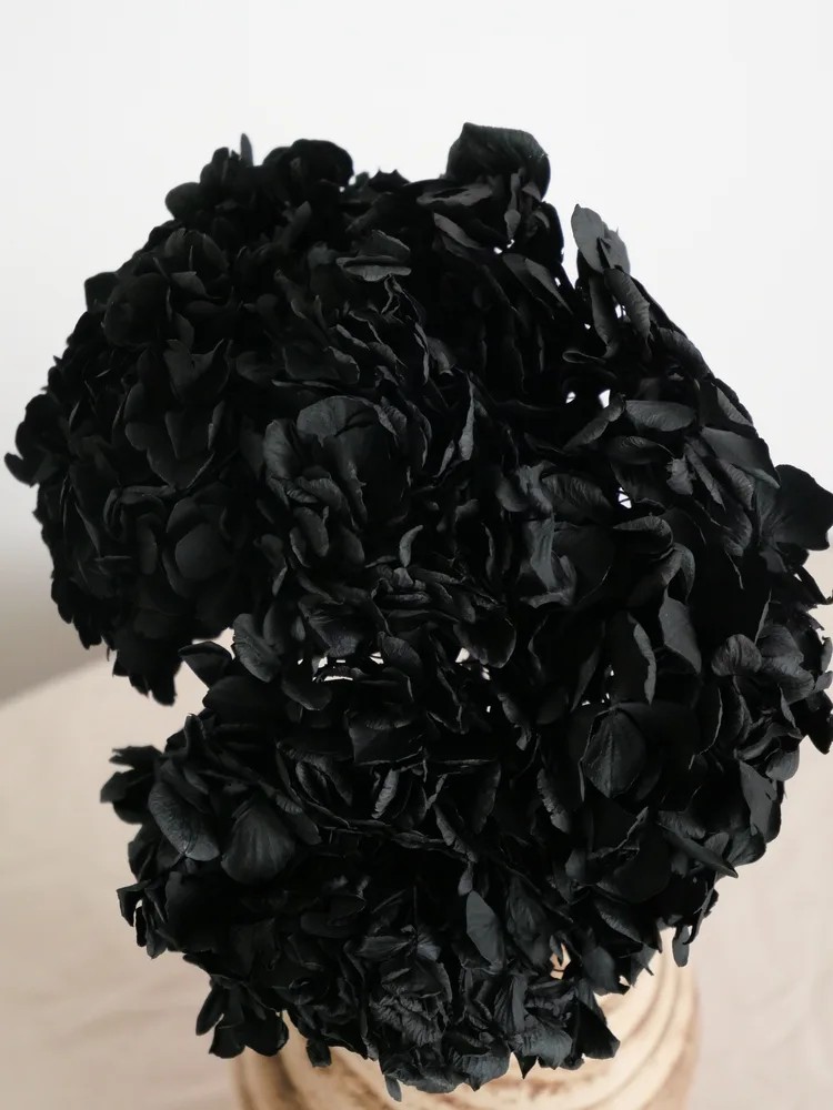 Hortensia Stabilisé noir
