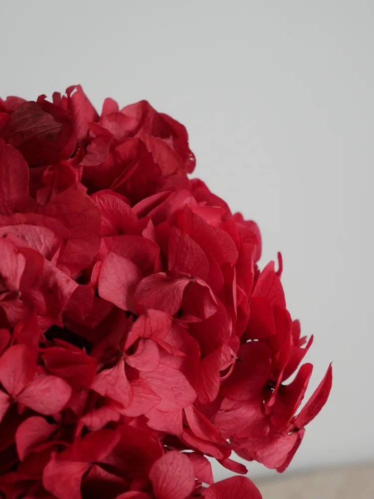 Hortensia Stabilisé fushia détails