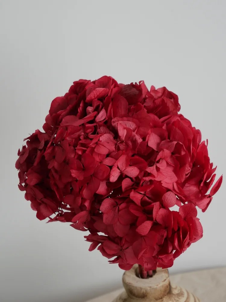 Hortensia Stabilisé fushia