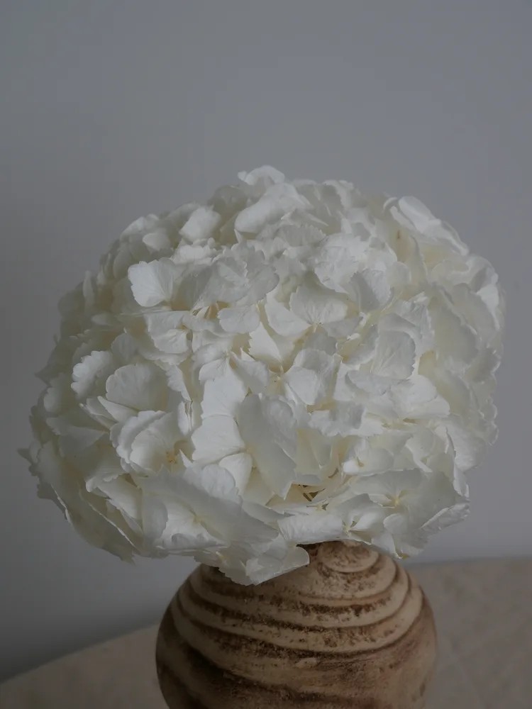 Hortensia Stabilisé blanc
