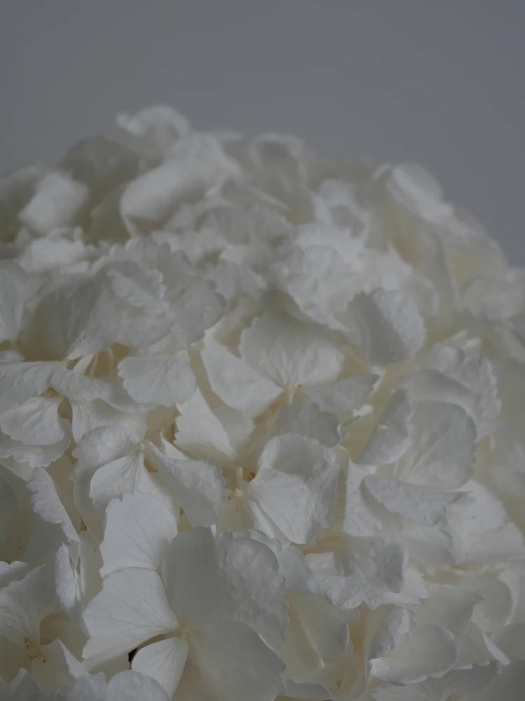 Hortensia Stabilisé blanc détails