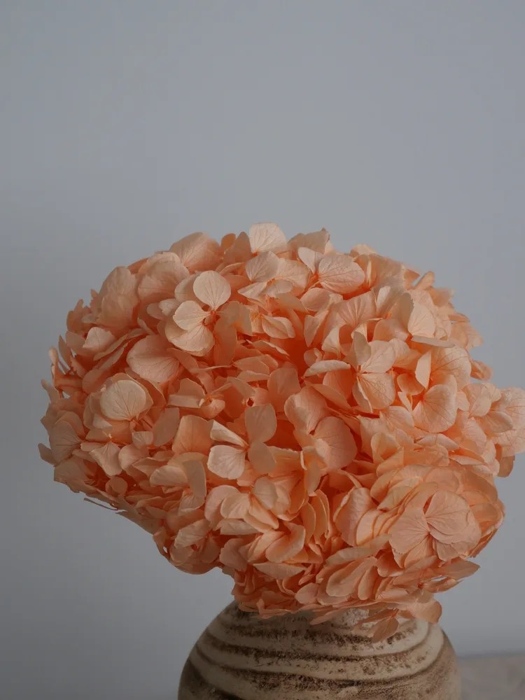 Hortensia Stabilisé détails