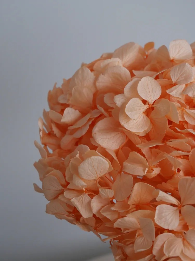 Hortensia Stabilisé corail détails