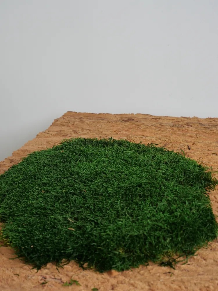 Mousse plate stabilisée Vert foncé