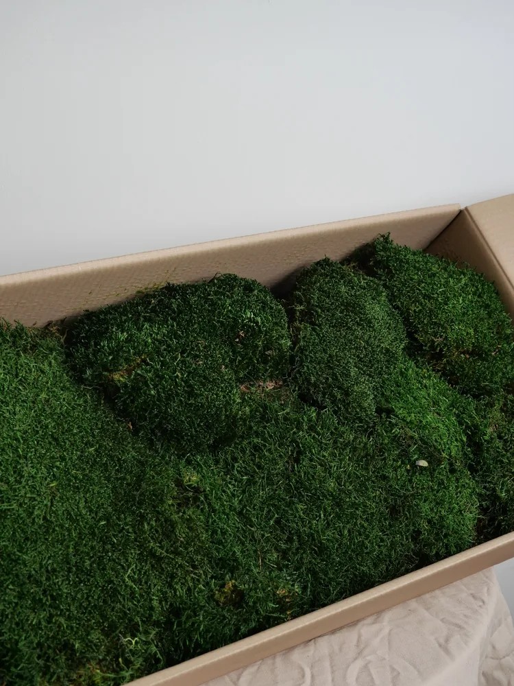 Mousse stabilisé vert carton