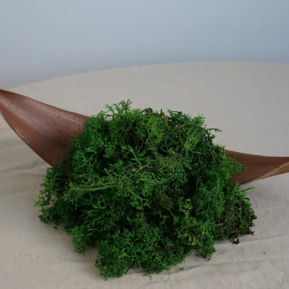 Lichen Scandinave Stabilisé sans tête 3kg
