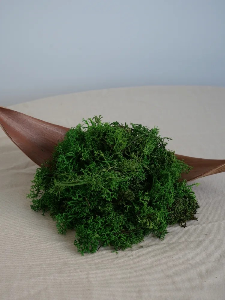 Lichen Scandinave Stabilisé sans tête vert forêt
