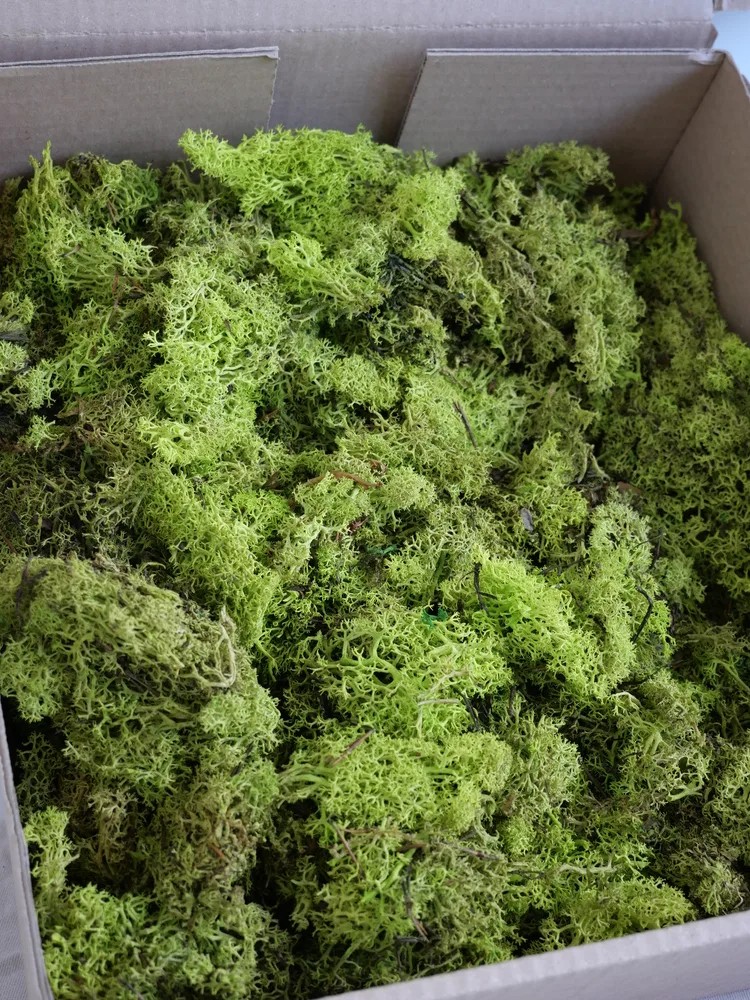 Lichen Scandinave Stabilisé sans tête vert