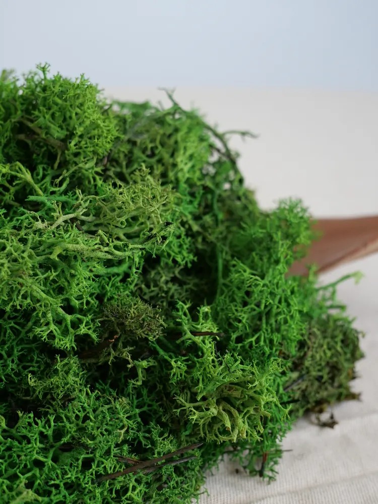 Lichen Stabilisé sans tête vert forêt