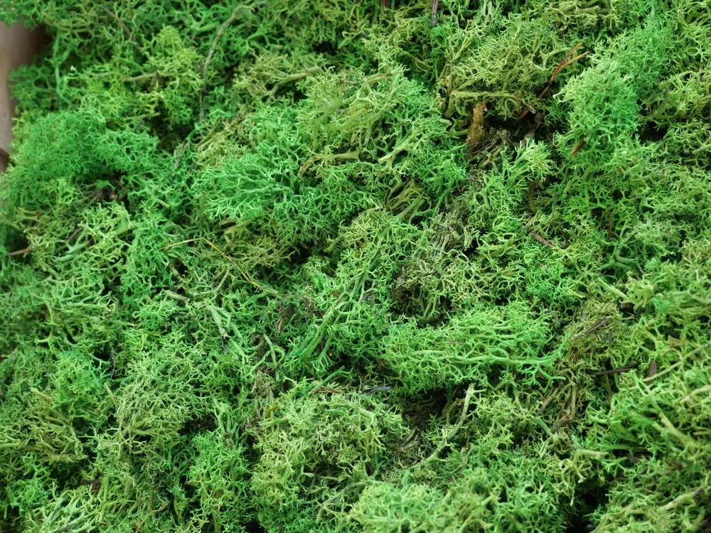 Lichen Stabilisé sans tête vert détails