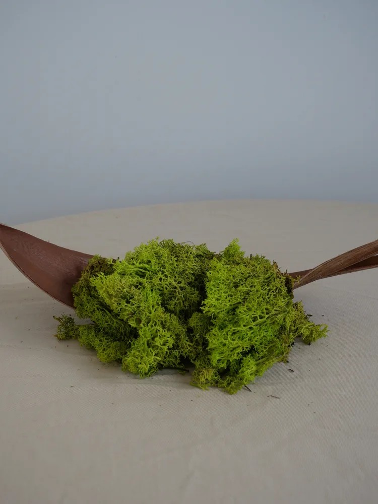 Lichen Stabilisé sans tête vert citron mise en scène