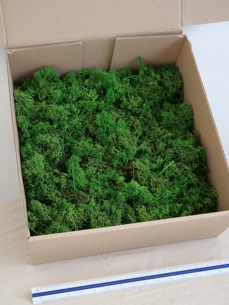 Lichen Stabilisé sans tête vert forêt carton