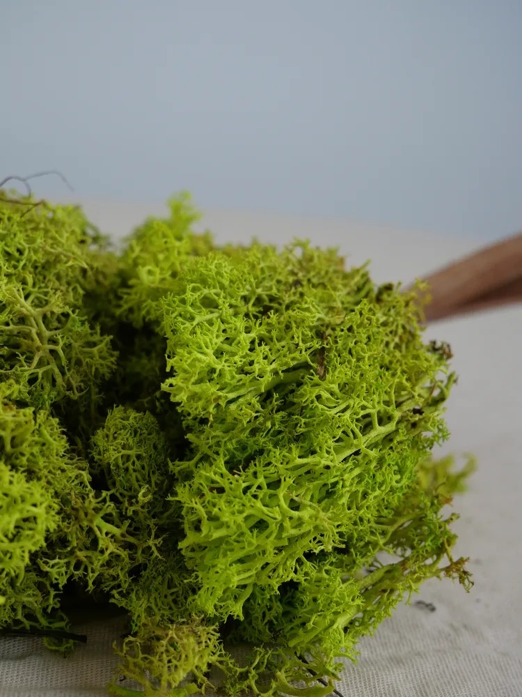 Lichen Stabilisé sans tête vert citron détails