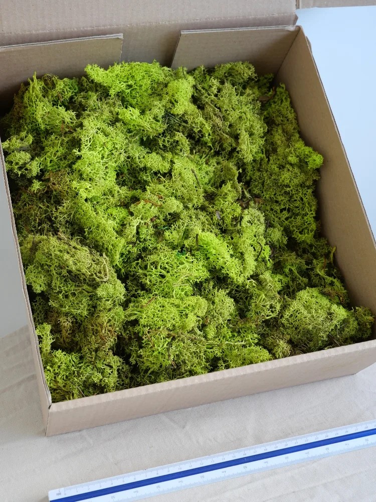Lichen Stabilisé sans tête vert citron carton