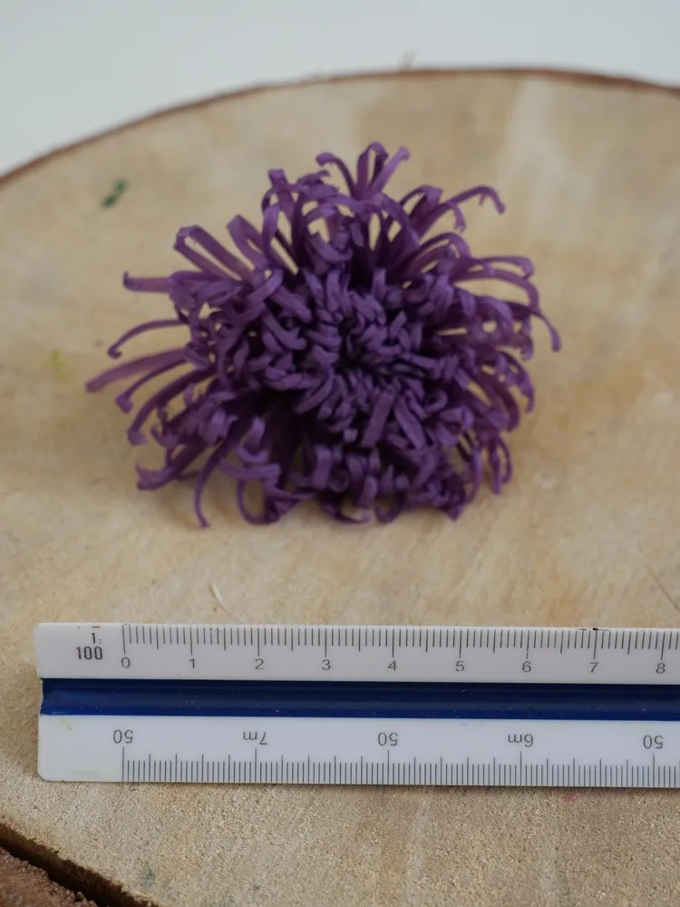 Chrysanthème Anastasia Stabilisé violet dimension