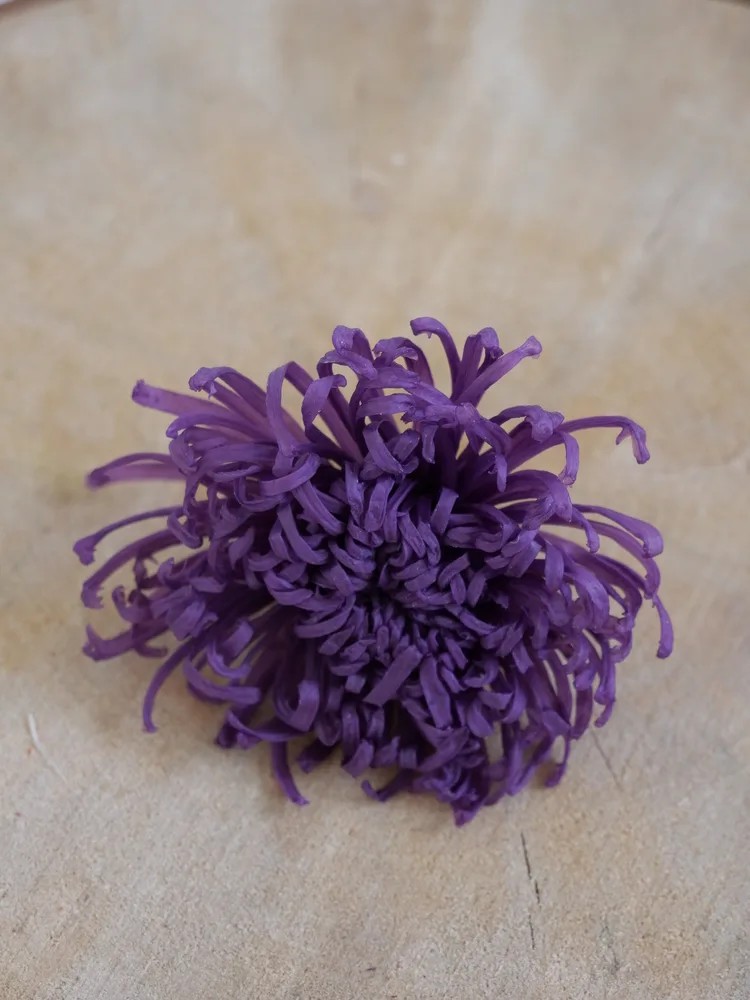 Chrysanthème Anastasia Stabilisé violet