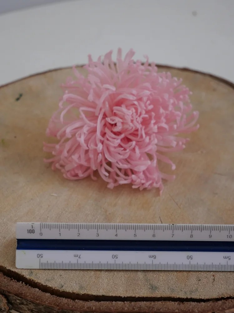 Chrysanthème Anastasia Stabilisé rose dimension