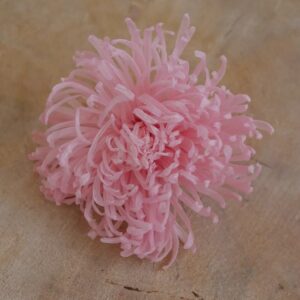 Chrysanthème Anastasia Stabilisé rose