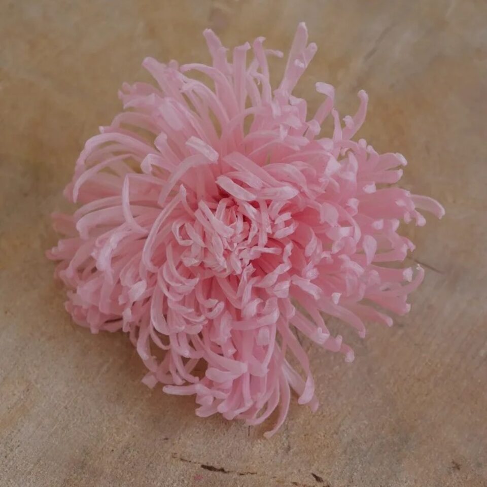 Chrysanthème Anastasia Stabilisé x3