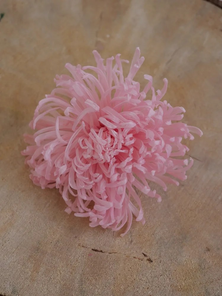 Chrysanthème Anastasia Stabilisé rose