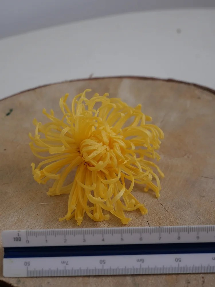 Chrysanthème Anastasia Stabilisé jaune dimension