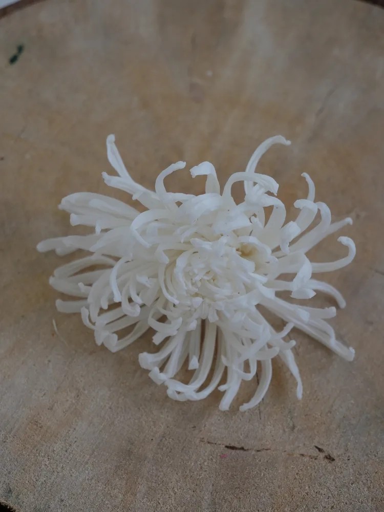 Chrysanthème Anastasia Stabilisé blanc
