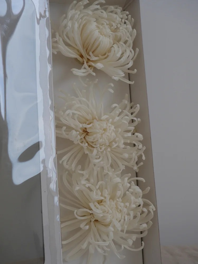 Chrysanthème Anastasia Stabilisé blanc boite