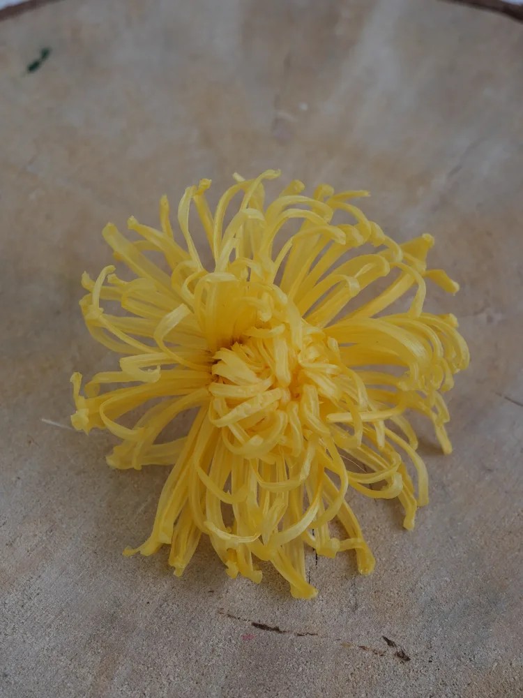 Chrysanthème Anastasia Stabilisé jaune